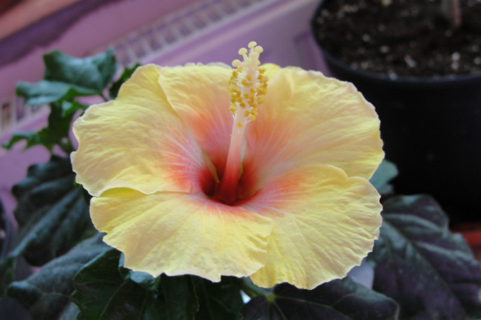  - B-hibiscus-2012 3