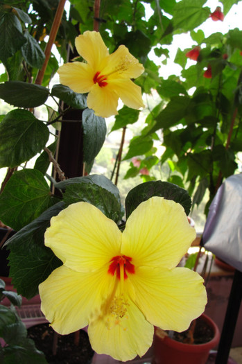  - B-hibiscus-2012 3