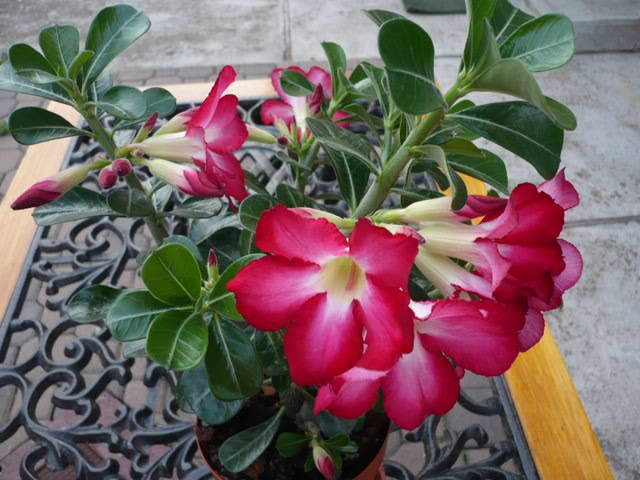 032 - Adenium Anouk