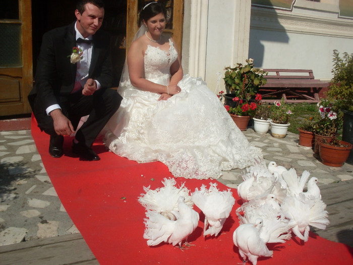SDC16285 - Porumbei albi pentru nunti