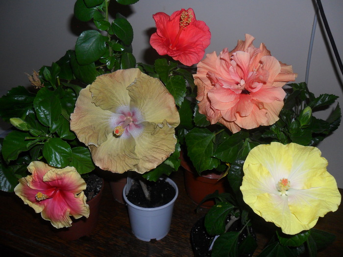 Hibiscus grup - Hibiscus 2012-1