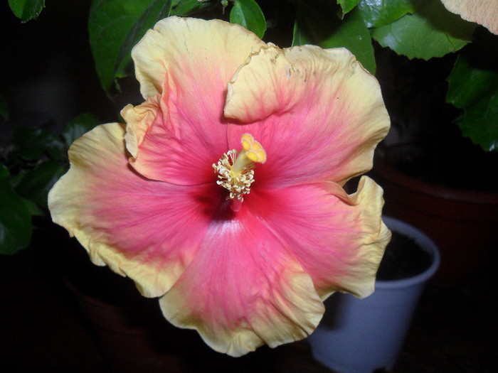 Hibiscus Oberon