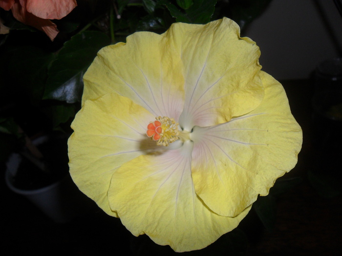 Hibiscus Emily