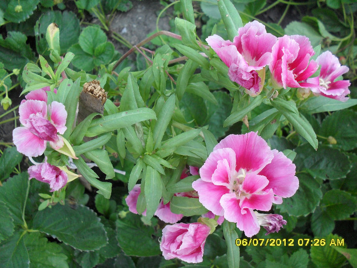 Godetia (Azalea de gradina)