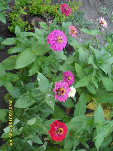 Carciumarese (Zinnia)