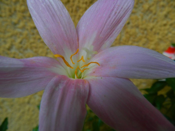 DSCN0227 - IULIE 2012