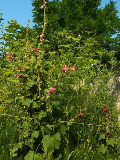 DSCN0325 - IULIE 2012