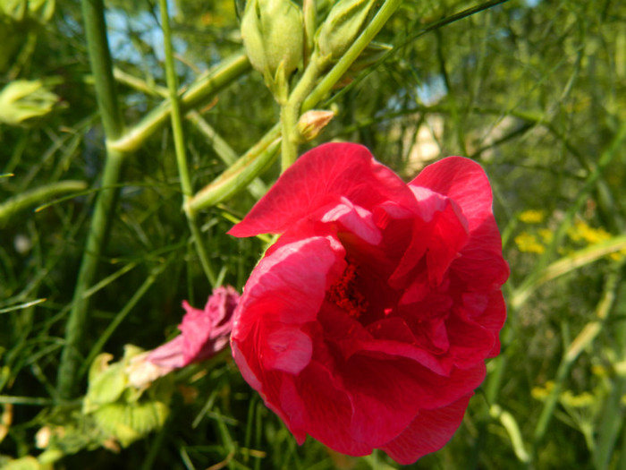 DSCN0326 - IULIE 2012