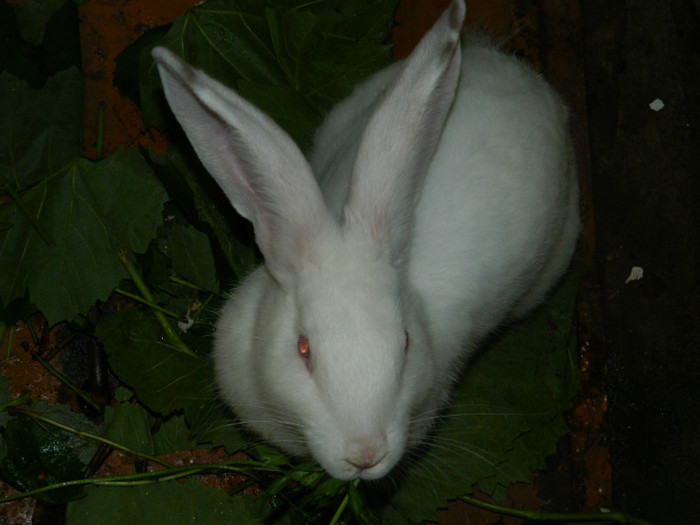 DSCN0353 - IULIE 2012