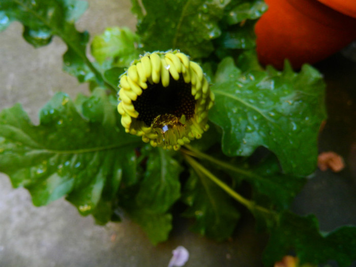 DSCN0358 - IULIE 2012