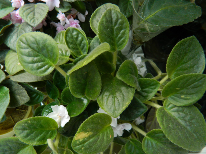 DSCN0363 - IULIE 2012