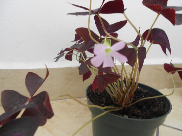 DSCN0788 - 2012-oxalis