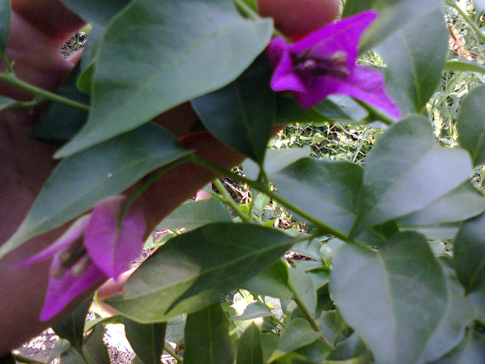 Bouga mov - A-Flori 2012