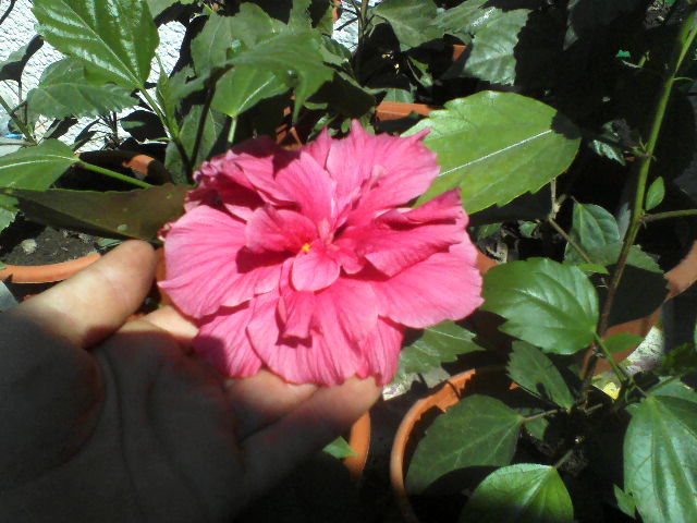P06-07-12_15.44 - hibiscus