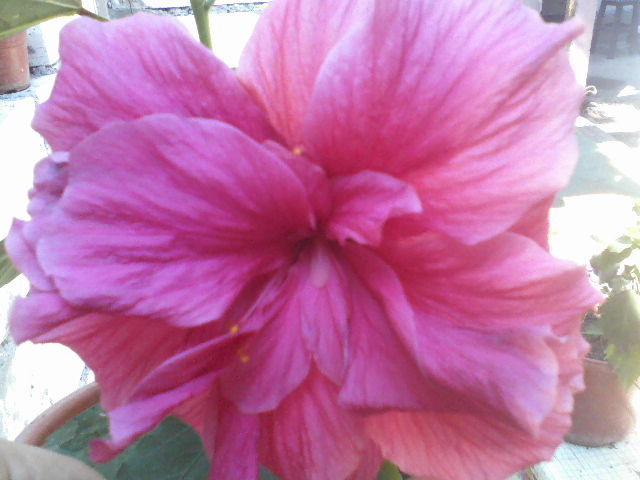 P06-07-12_15.45 - hibiscus