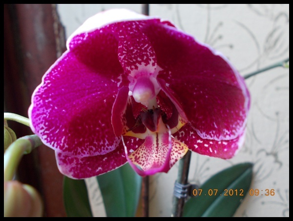 DSCN6141 reinflorita, cu parfum de toporasi - Orhidee 2012