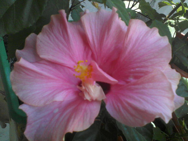 P07-07-12_13.47 - hibiscus