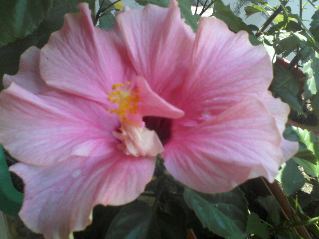 P07-07-12_13.47[1] - hibiscus