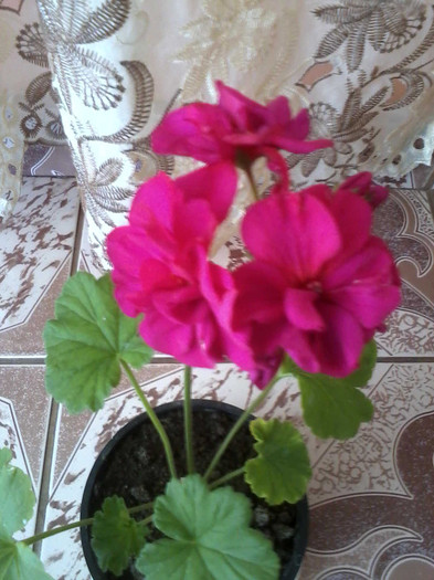 P080612_1129 - muscate