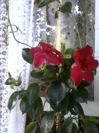 P130612_2024[02] - florile mele 2012