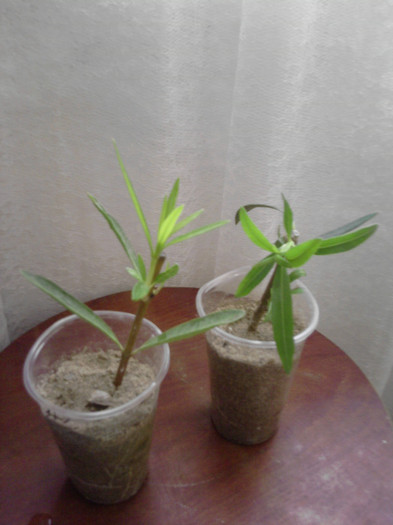 leandru rosu si salomne