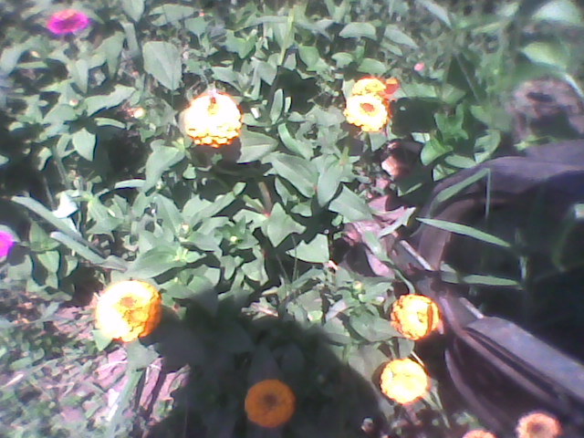 Imag0291 - florile din gradina