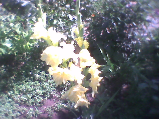 Imag0268 - florile din gradina