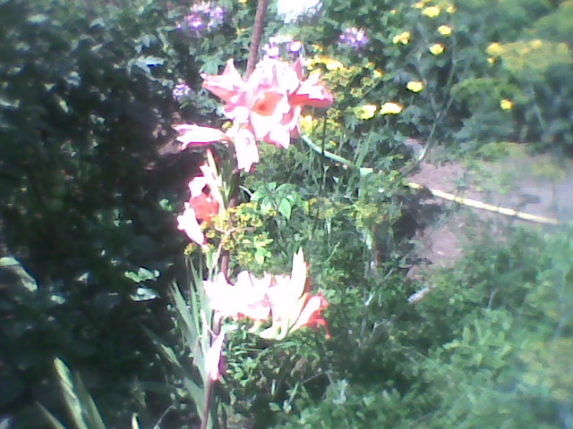 Imag0271 - florile din gradina
