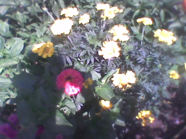 Imag0273 - florile din gradina