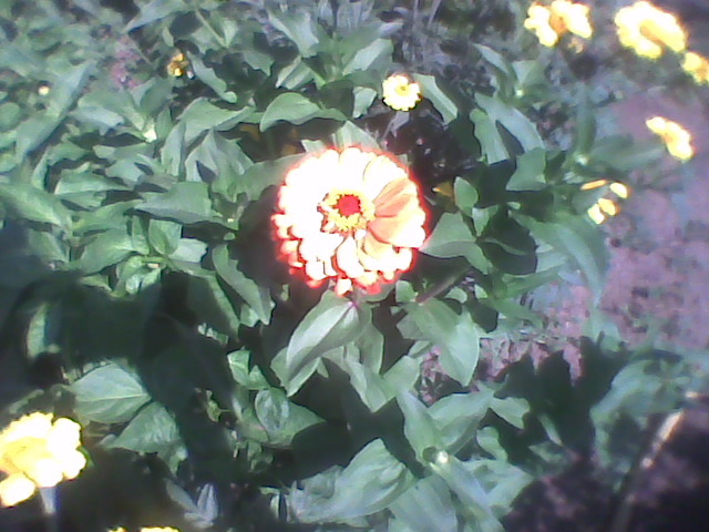 Imag0274 - florile din gradina