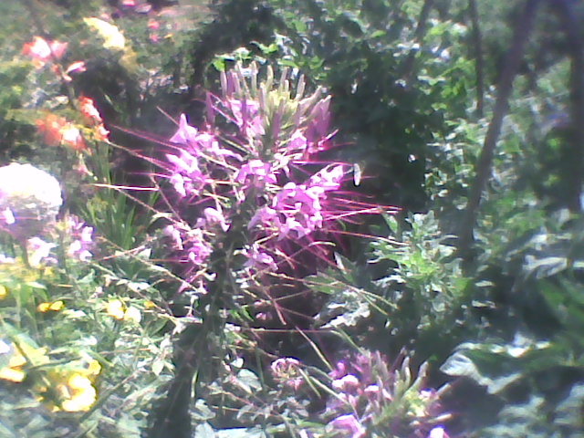Imag0275 - florile din gradina