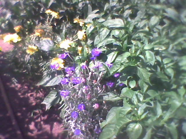 Imag0276 - florile din gradina