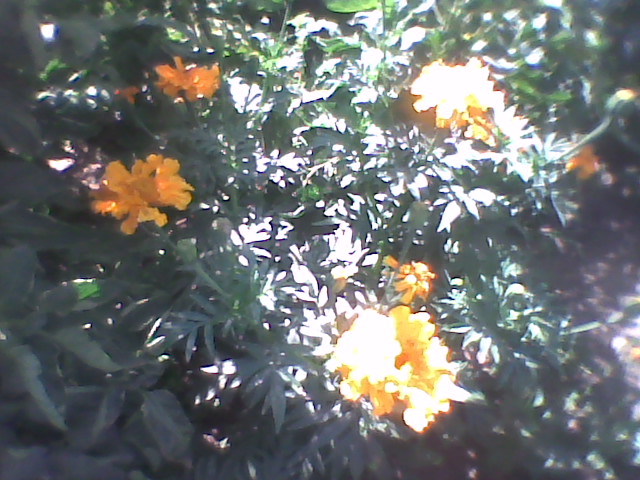 Imag0278 - florile din gradina