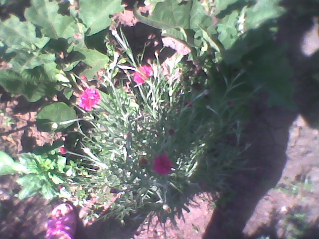 Imag0281 - florile din gradina