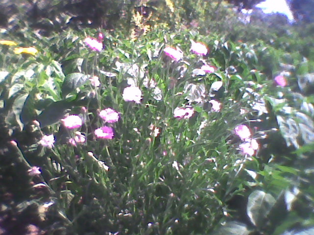 Imag0282 - florile din gradina