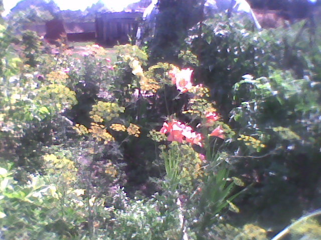 Imag0283 - florile din gradina