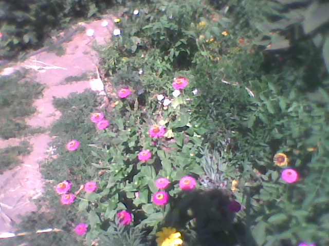 Imag0286 - florile din gradina