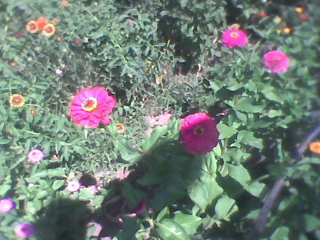 Imag0287 - florile din gradina