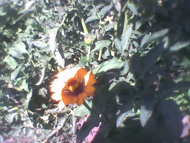Imag0289 - florile din gradina
