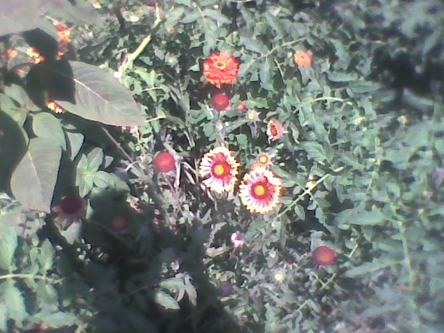 Imag0290 - florile din gradina