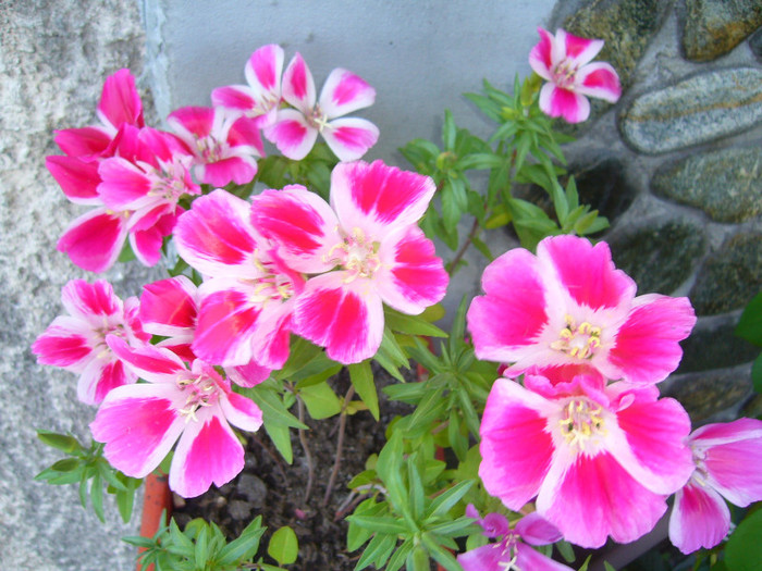 au inflorit si mai multe.....