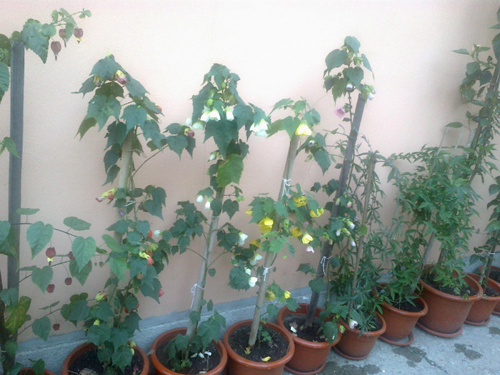 04072012962 - abutilon