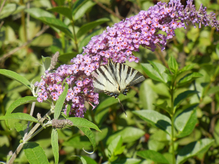 Eastern Tiger Swallowtail (2012, Jul.03) - Eastern Tiger Swallowtail