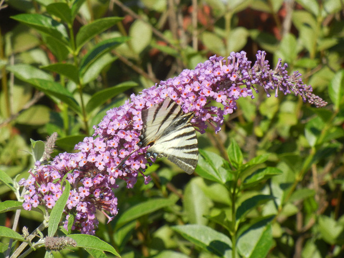 Eastern Tiger Swallowtail (2012, Jul.03)