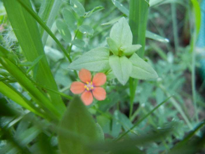 Anagallis arvensis (2012, July 03) - Anagallis arvensis