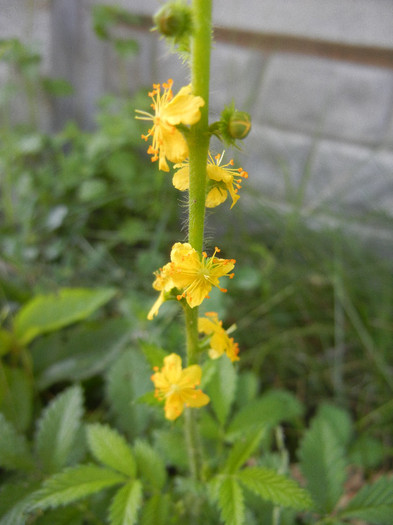 Agrimonia eupatoria (2012, June 28) - Agrimonia eupatoria_Agrimony