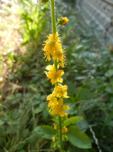 Agrimony (2012, July 02) - Agrimonia eupatoria_Agrimony