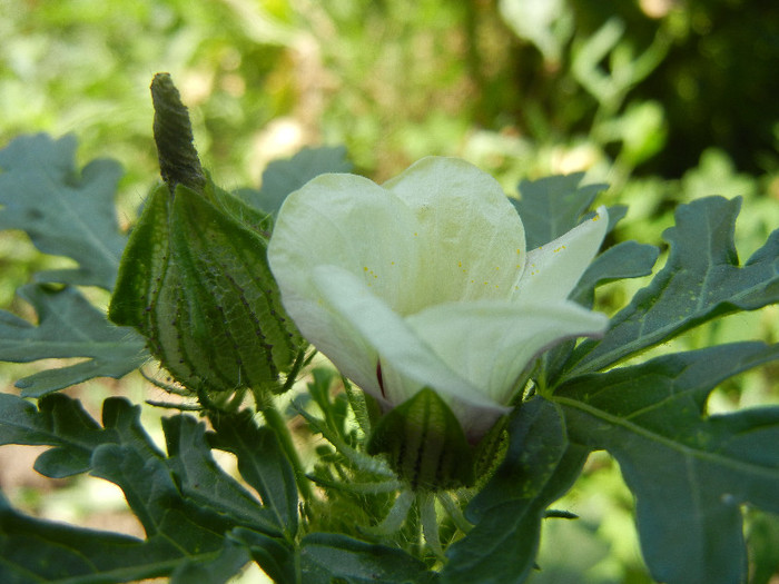 Flower-of-an-Hour (2012, July 03) - Hibiscus trionum
