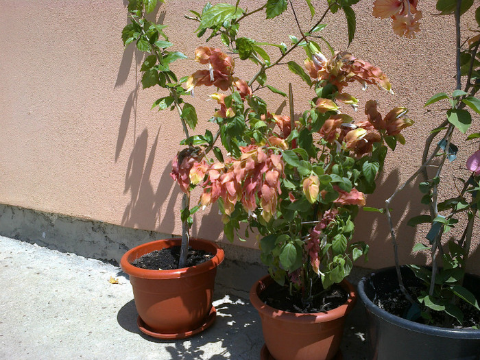 07072012983 - bougainvillea
