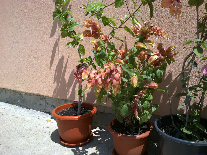 07072012983 - bougainvillea